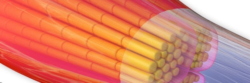 Fasya Dokusu ve Esneklik